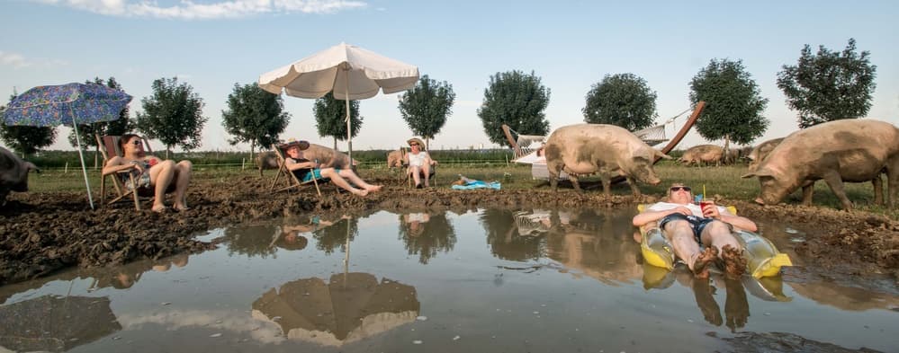 Pigs Mud Day Spa by Gert van den Bosch — canvas wall art