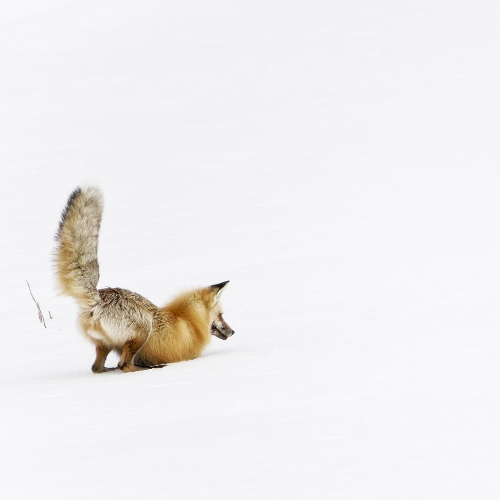 Fox Pouncing In Snow by Martineb — canvas wall art