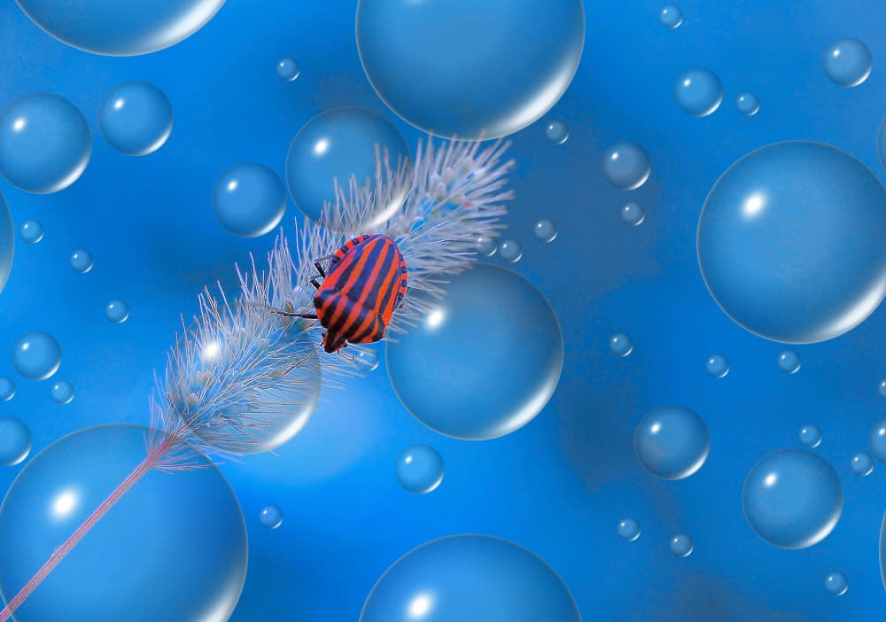 Striped Bug Among Bubbles by Thierry Dufour — canvas wall art