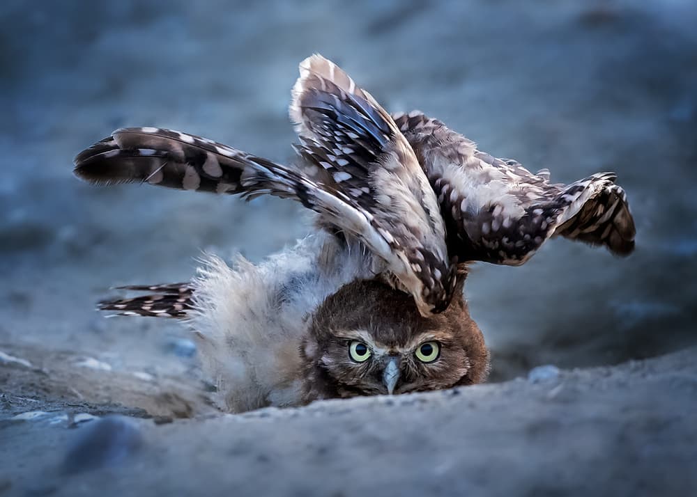 Burrowing Owl Stare by Annie Poreider — canvas wall art