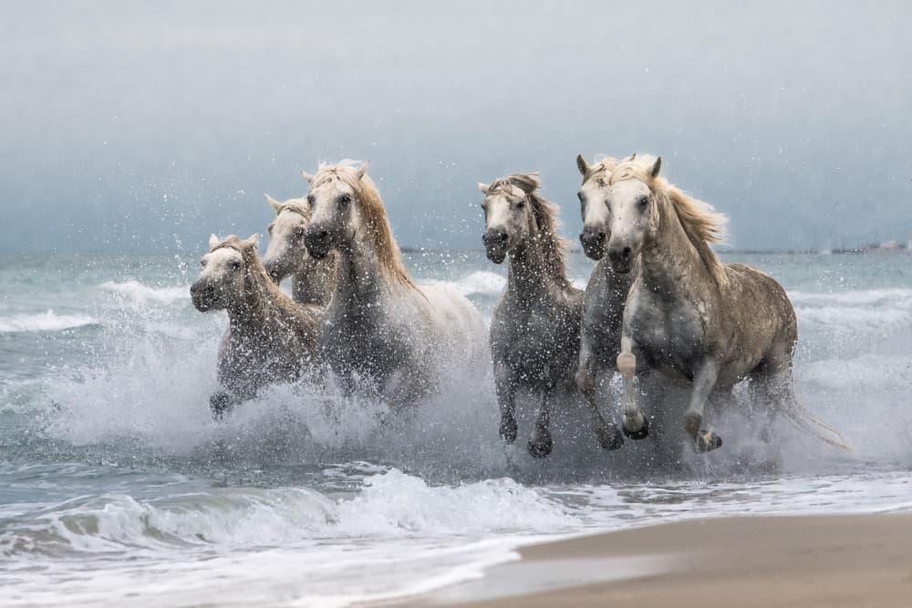 Wild Horses Ocean Run by Joško Šimic — canvas wall art