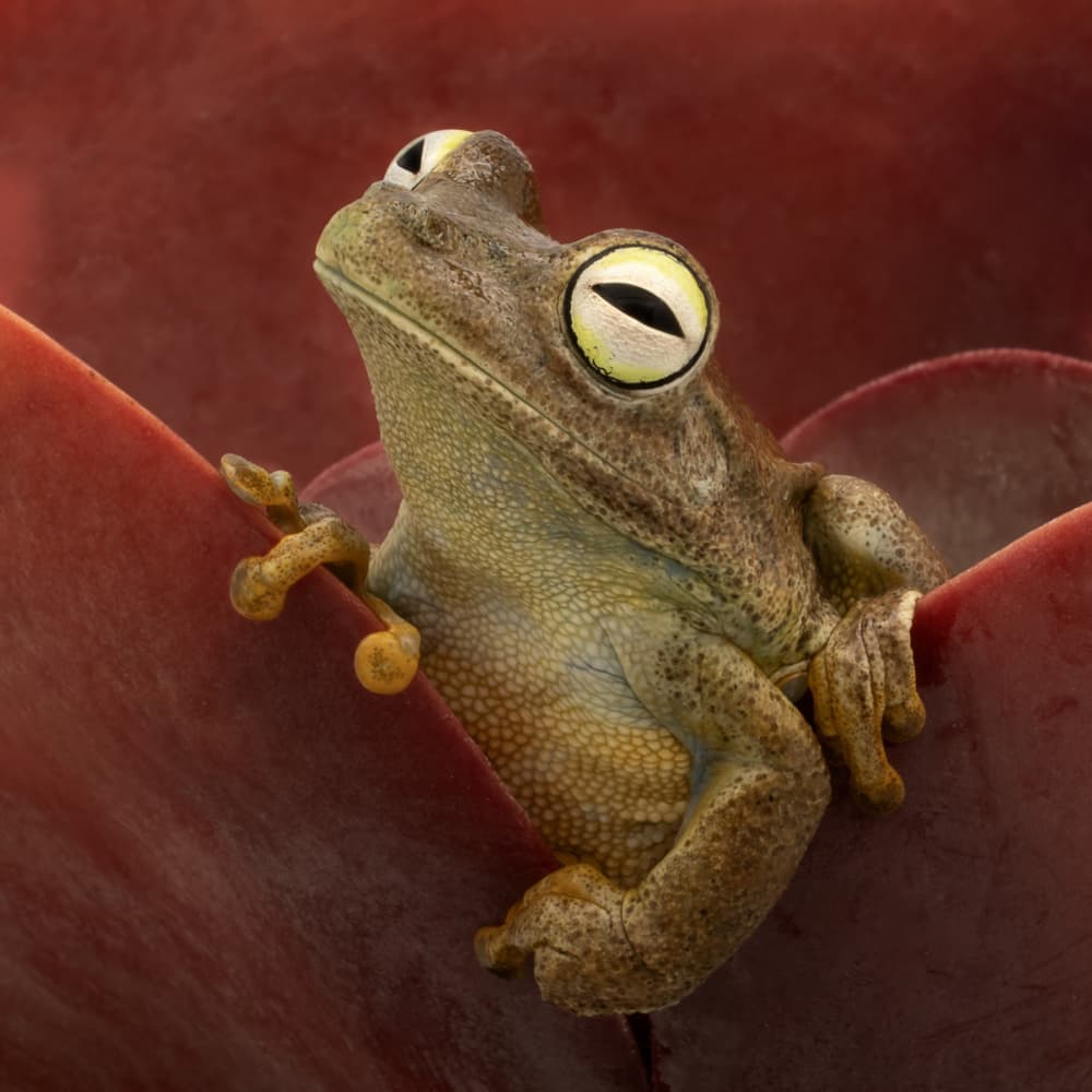 Curious Tree Frog by Linda D Lester — canvas wall art