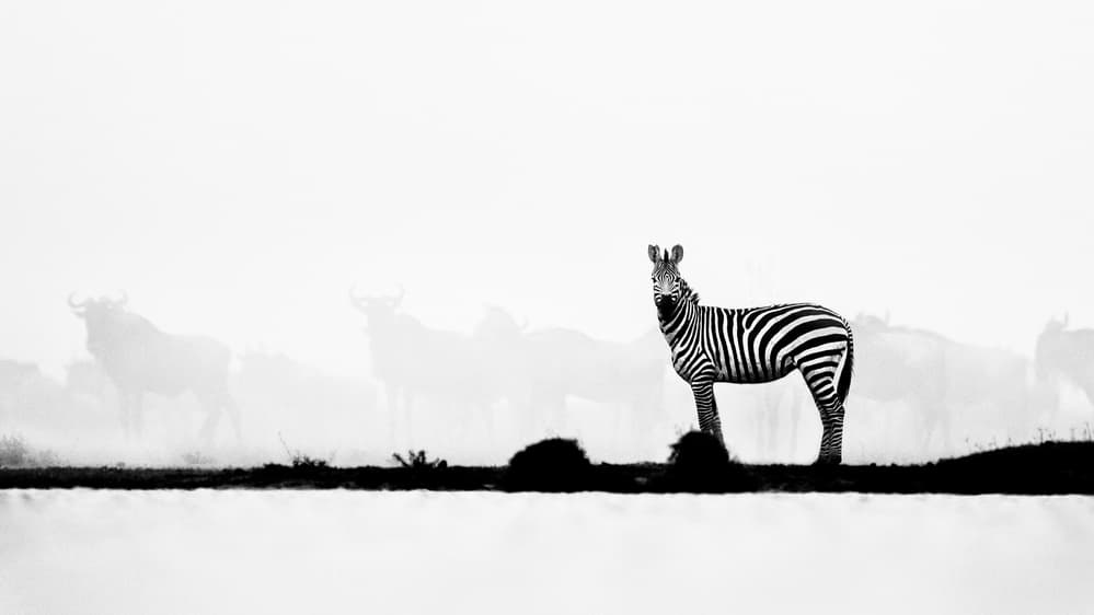 Zebra in Misty Plains by Husain Alfraid — canvas wall art