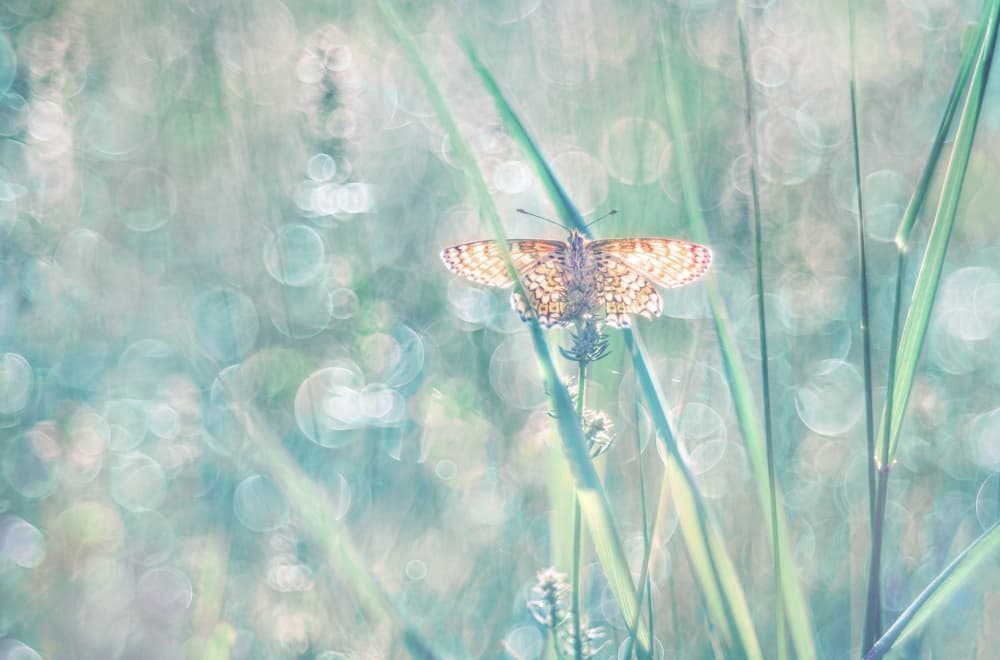 Ethereal Butterfly Light by Elisabeth van Helden — canvas wall art