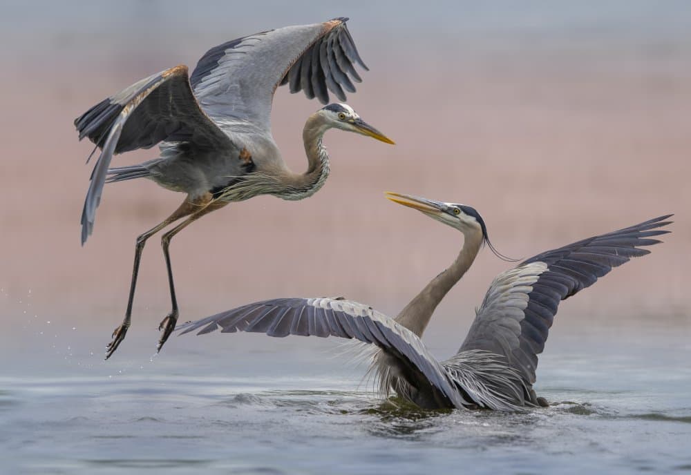 Herons Take Flight by Mountain Cloud — canvas wall art
