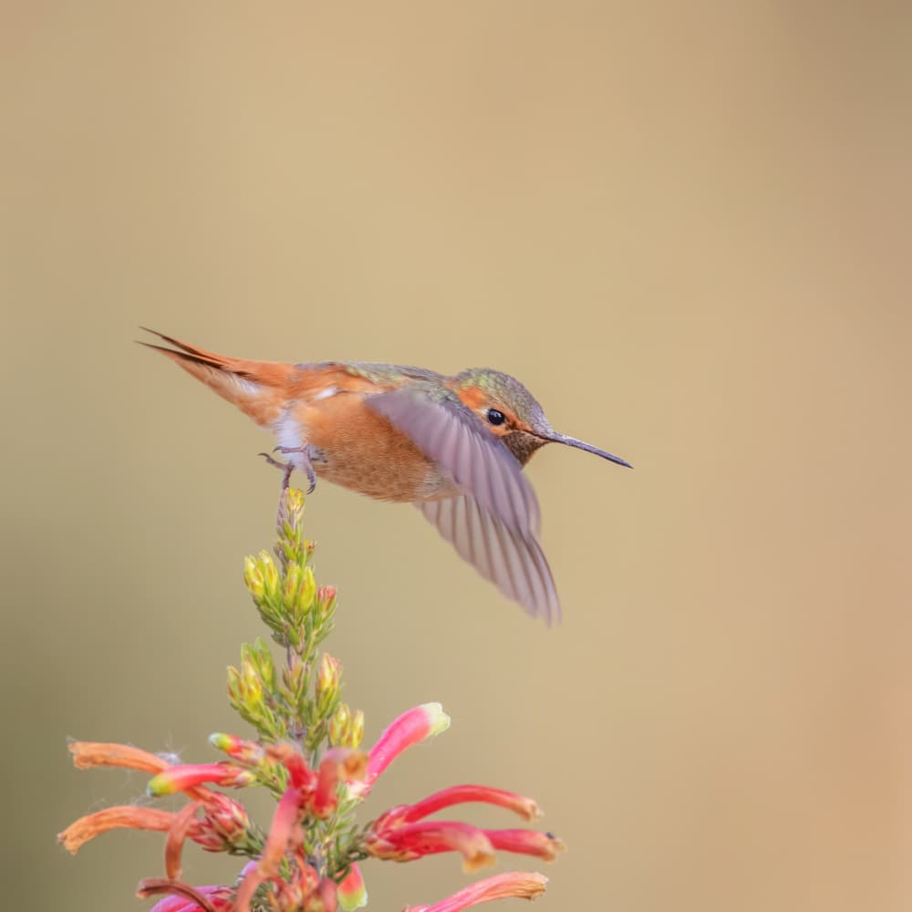 Colorful Hummingbird Perch by Taksing (吉星高照) — canvas wall art