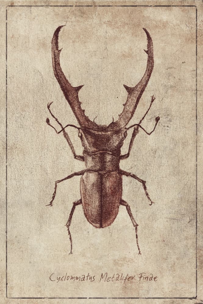 Antique Beetle Illustration by Mike Koubou — canvas wall art