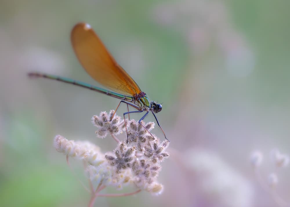 Ethereal Damselfly Wings by Sergio Barboni — canvas wall art