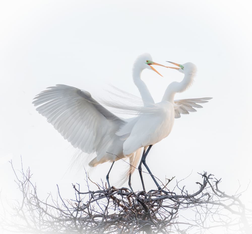 White Egret Courtship by Alex Li — canvas wall art