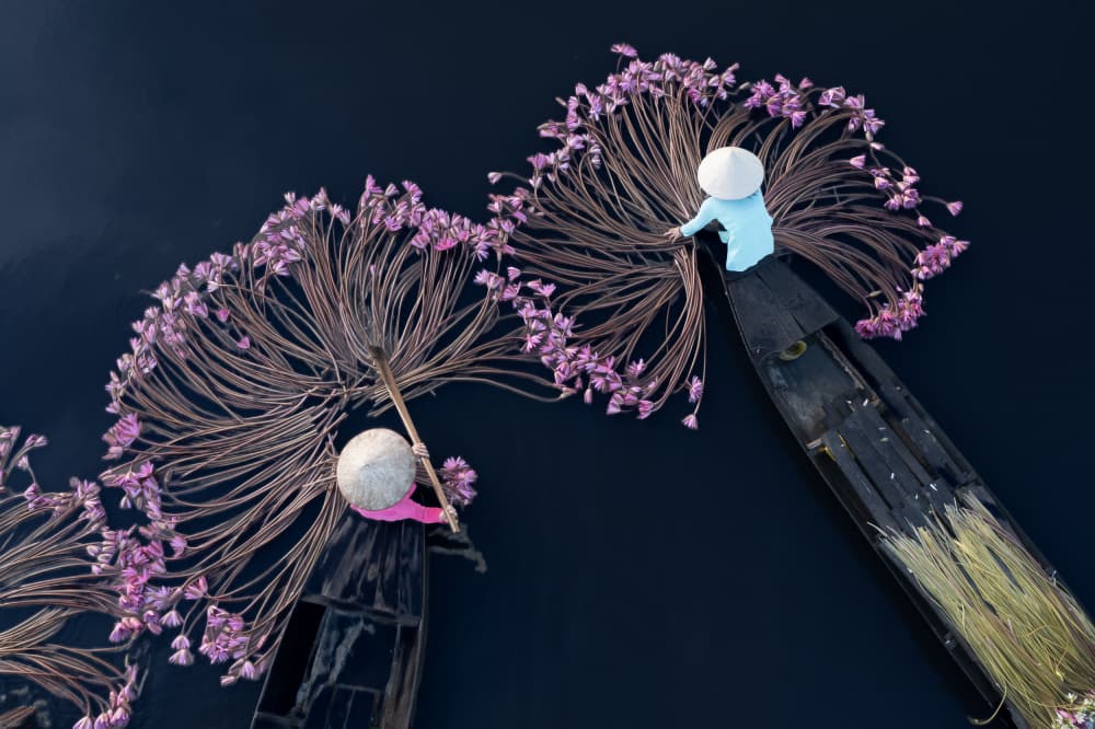 Purple Water Lily Harvest by Clas Gustafson PRO — canvas wall art