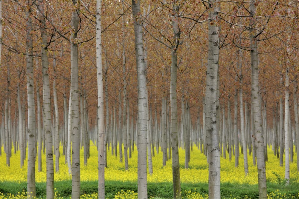 Vibrant Spring Tree Rows by Barbara Orienti — canvas wall art