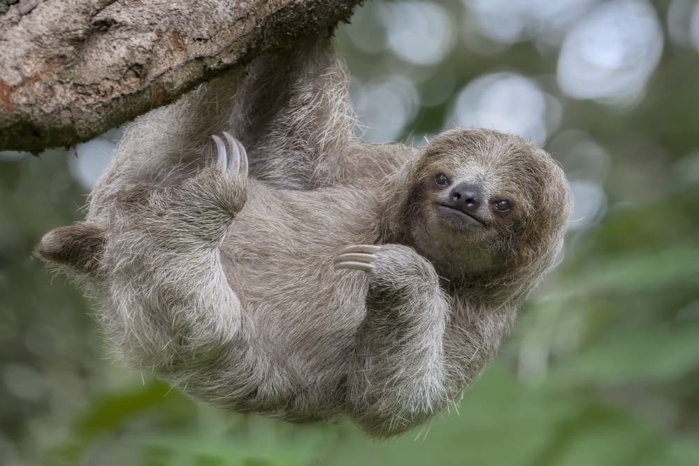 Curious Sloth Gaze by Linda D Lester — canvas wall art