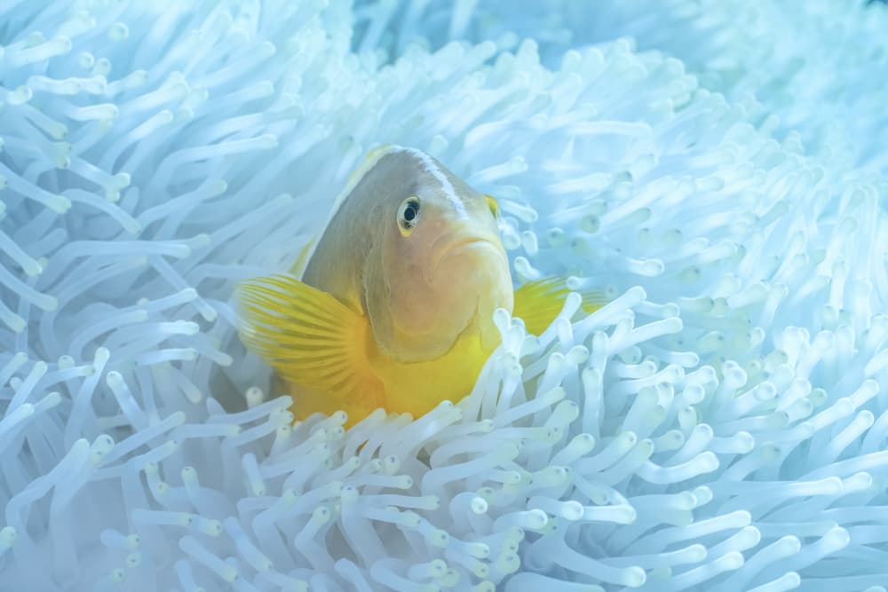 Peaceful Anemone Fish by Serge Melesan — canvas wall art