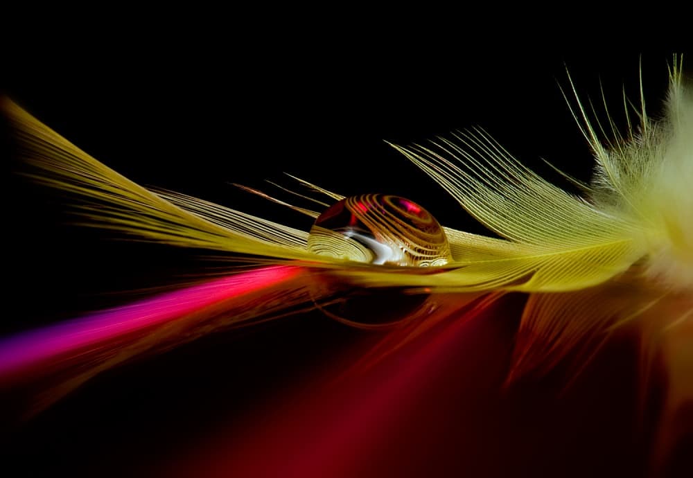 Vibrant Feather Reflection by Aida Ianeva — canvas wall art