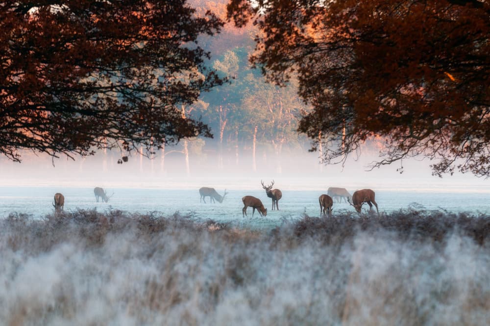 Misty Morning Deer by Radojica Jevric fotorax — canvas wall art