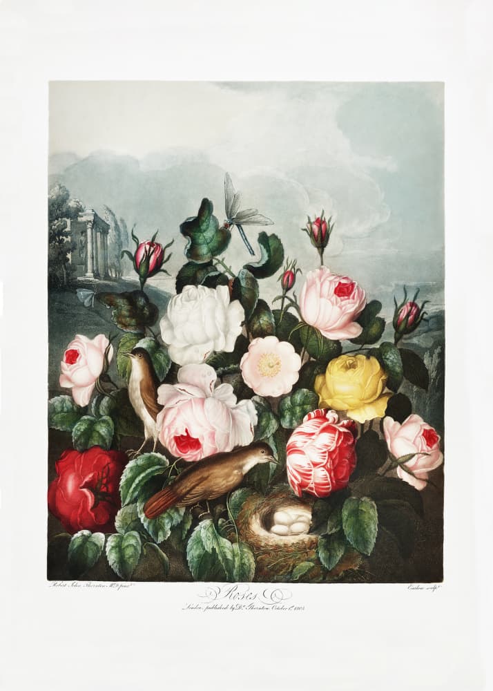 Roses from The Temple of Flora (1807) by Robert John Thornton — canvas wall art