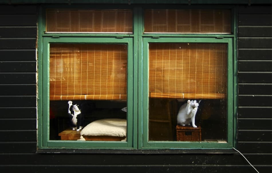 Curious Window Cats by Jacek Stefan — canvas wall art