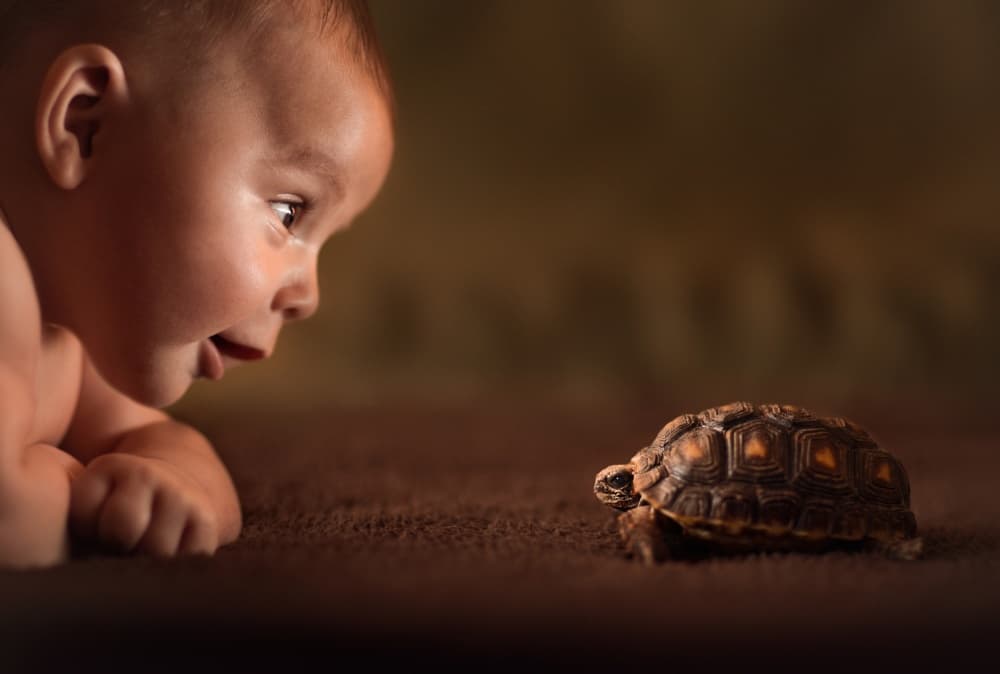 Curious Baby Meets Tortoise by Jake Olson — canvas wall art