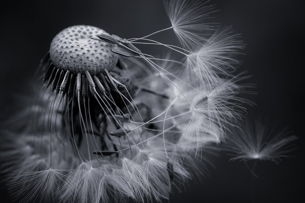 Delicate Dandelion Seeds by Michael — canvas wall art