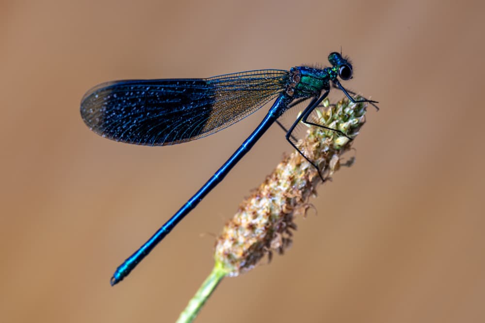 Vibrant Blue Damselfly by Azim Khan Ronnie — canvas wall art