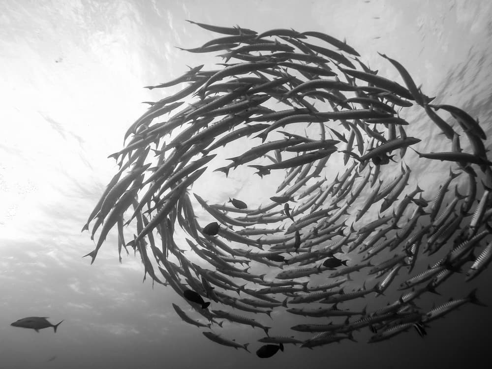 Barracuda School Spiral by Yumian Deng — canvas wall art