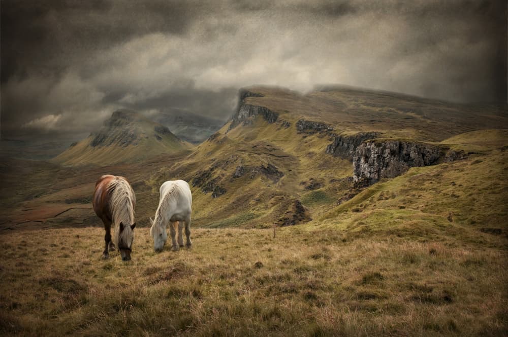 Wild Horses Mountain Landscape by Jan Scheunders — canvas wall art