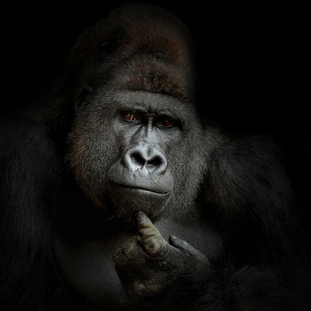 Pensive Gorilla Portrait by Antje Wenner-Braun — canvas wall art