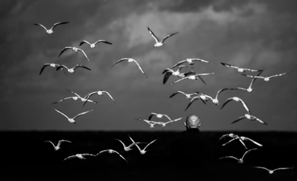 Man Watching Seagulls by Anna Niemiec — canvas wall art