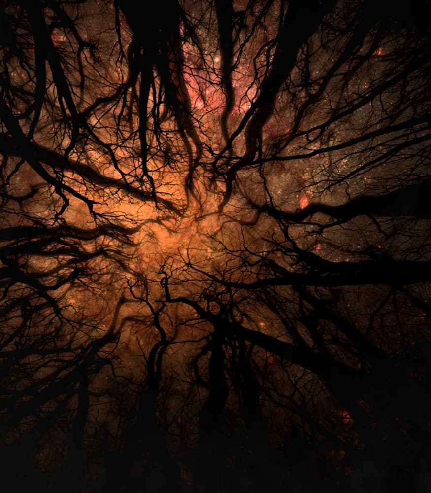 Twilight Forest Glow by Robert Fabrowski — canvas wall art