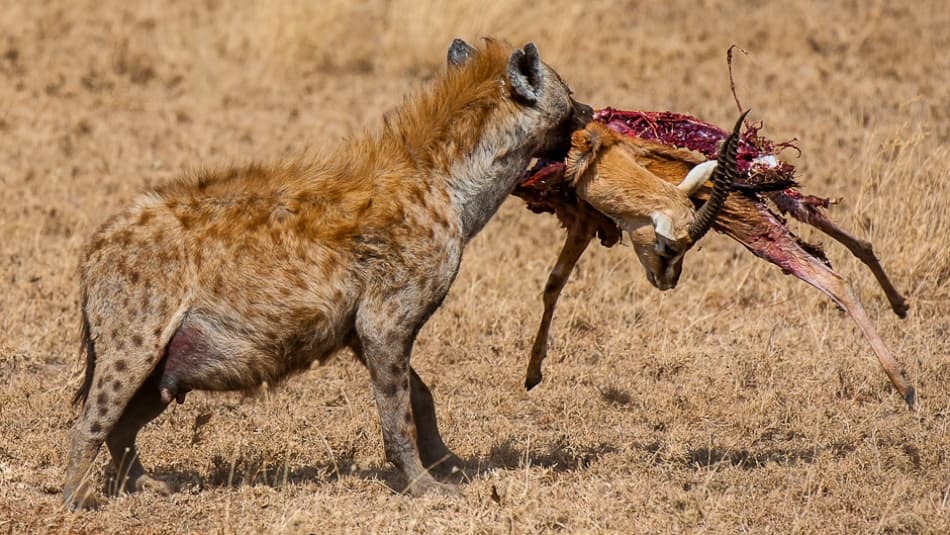 African Hyena Feast by Marc Pelissier — canvas wall art