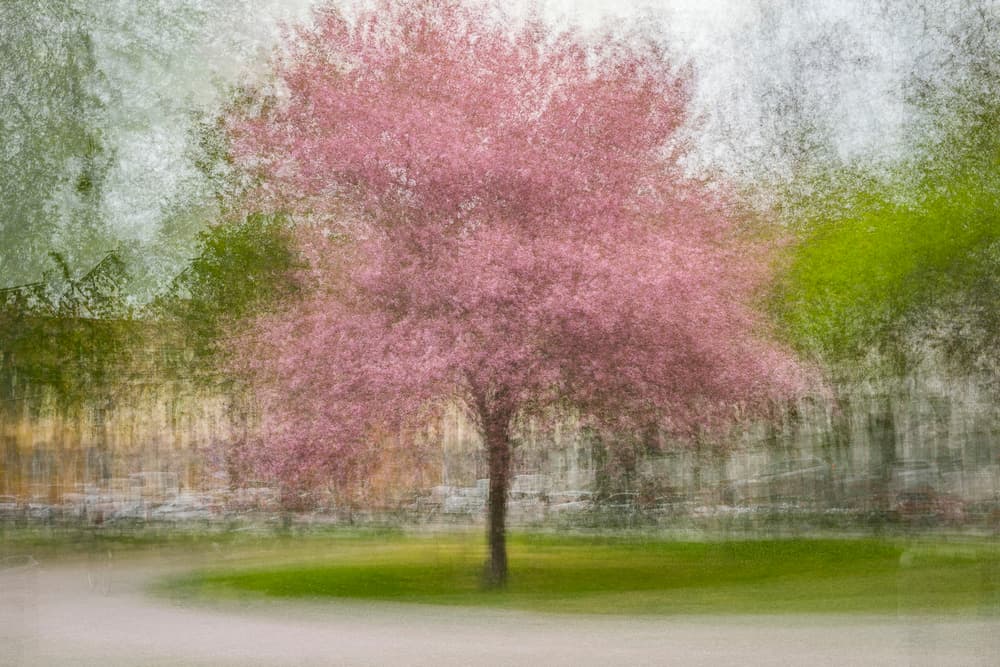 Blurred Pink Spring Tree by Arne Östlund — canvas wall art