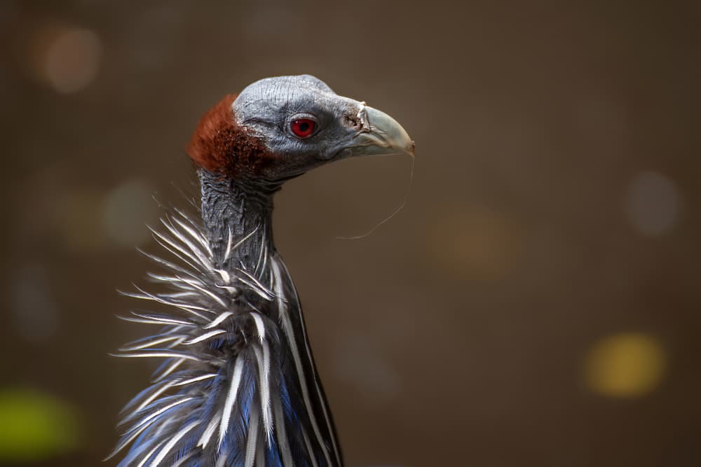 Red Eyed Guinea Fowl by Primož Kožuh — canvas wall art