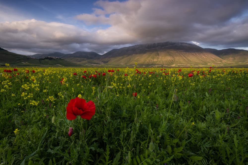 Red Poppy Mountain Meadow by Sergio Barboni — canvas wall art