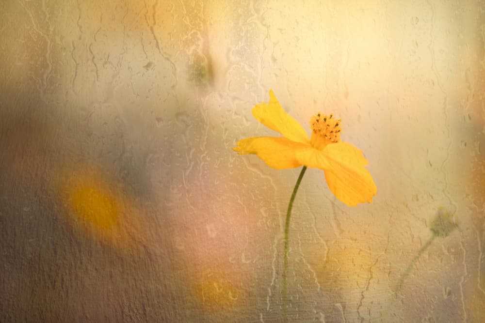 Soft Yellow Cosmos by YoungIl Kim — canvas wall art