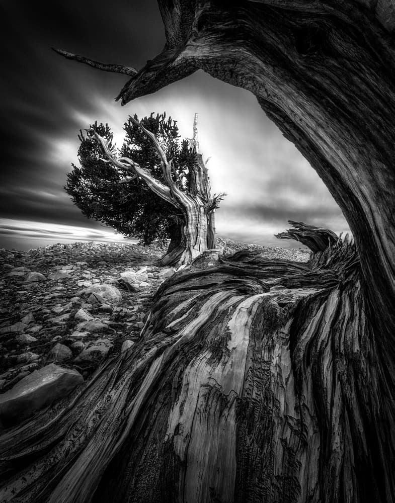 Ancient Twisted Tree by Aidong Ning — canvas wall art