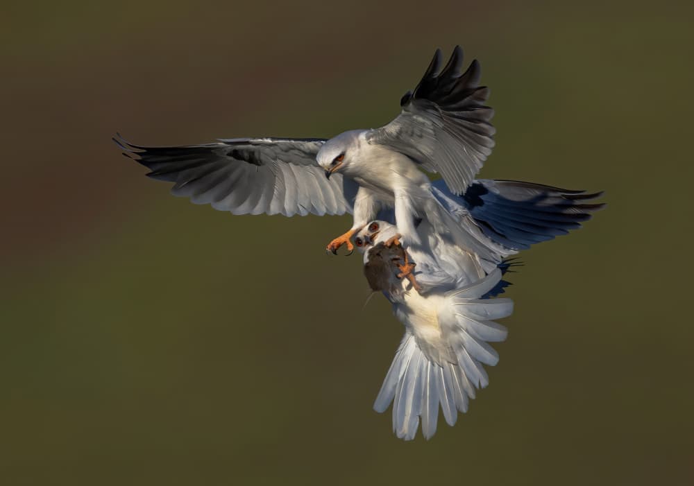 Kites Midair Prey Transfer by Johnson Huang — canvas wall art