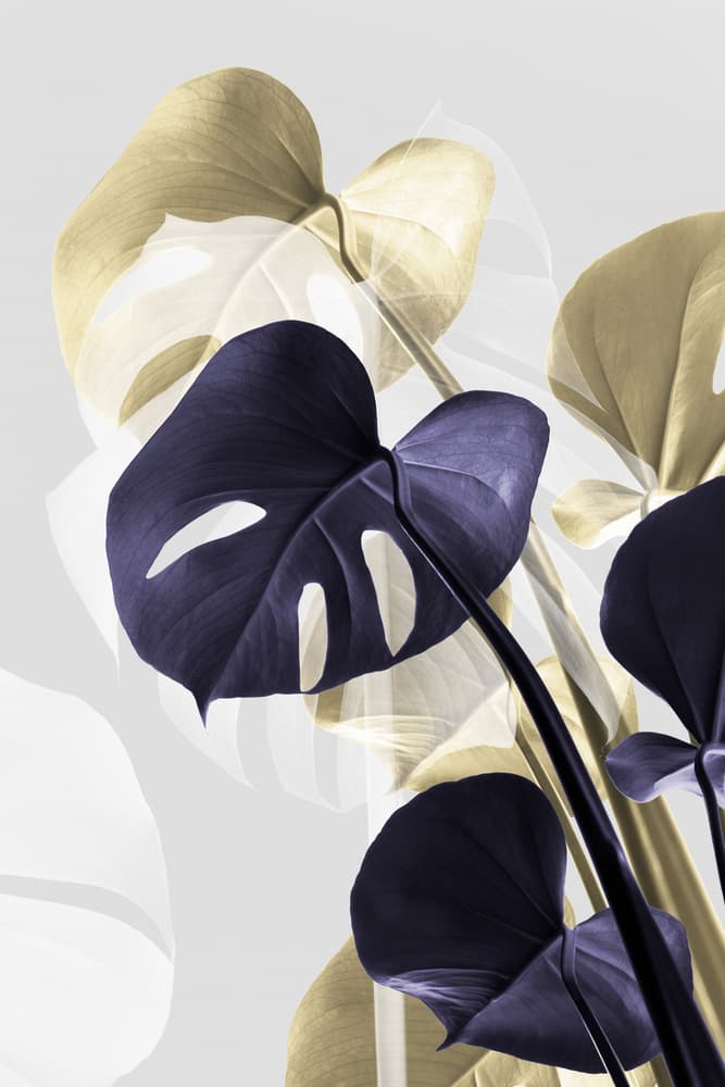 Purple Gold Monstera by Pictufy Studio III — canvas wall art