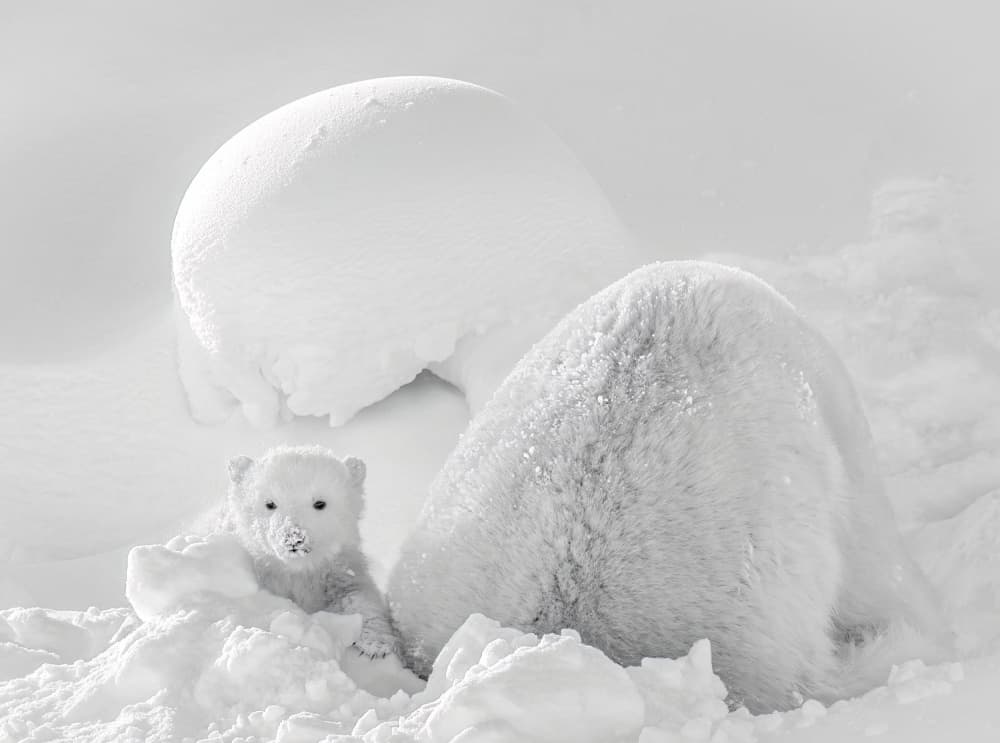 Snowy Polar Bear Cub by Hung Tsui — canvas wall art