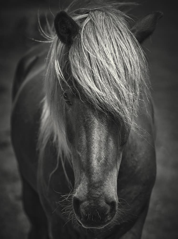 Moody Horse Portrait by Birgith Norelli — canvas wall art