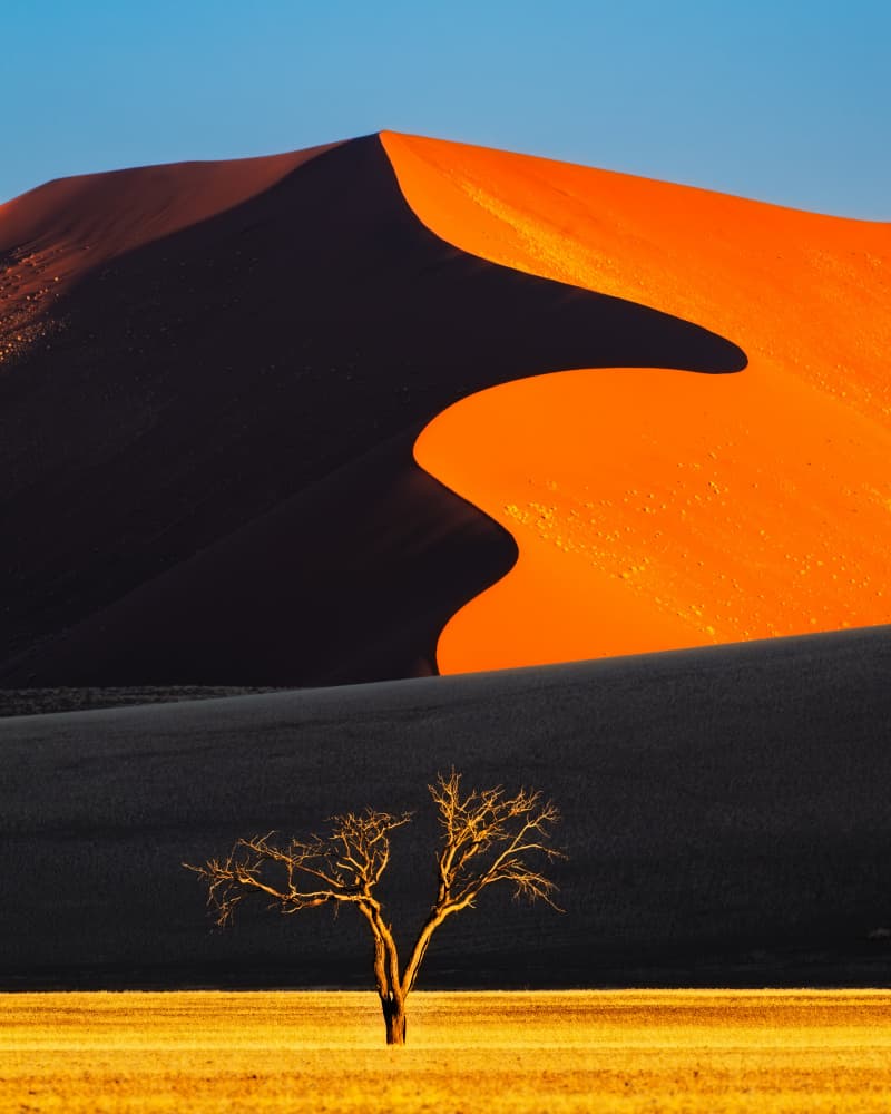 Vibrant Dune Lone Tree by Siyu_Wei APA — canvas wall art