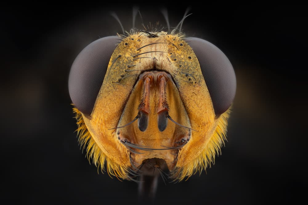Golden Fly Close-up by Rico Cavallo — canvas wall art
