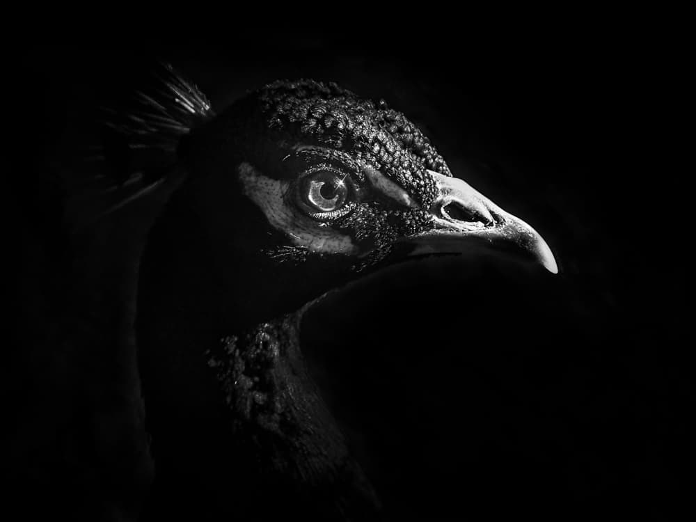 Peacock's Gaze by Eiji Yamamoto — canvas wall art
