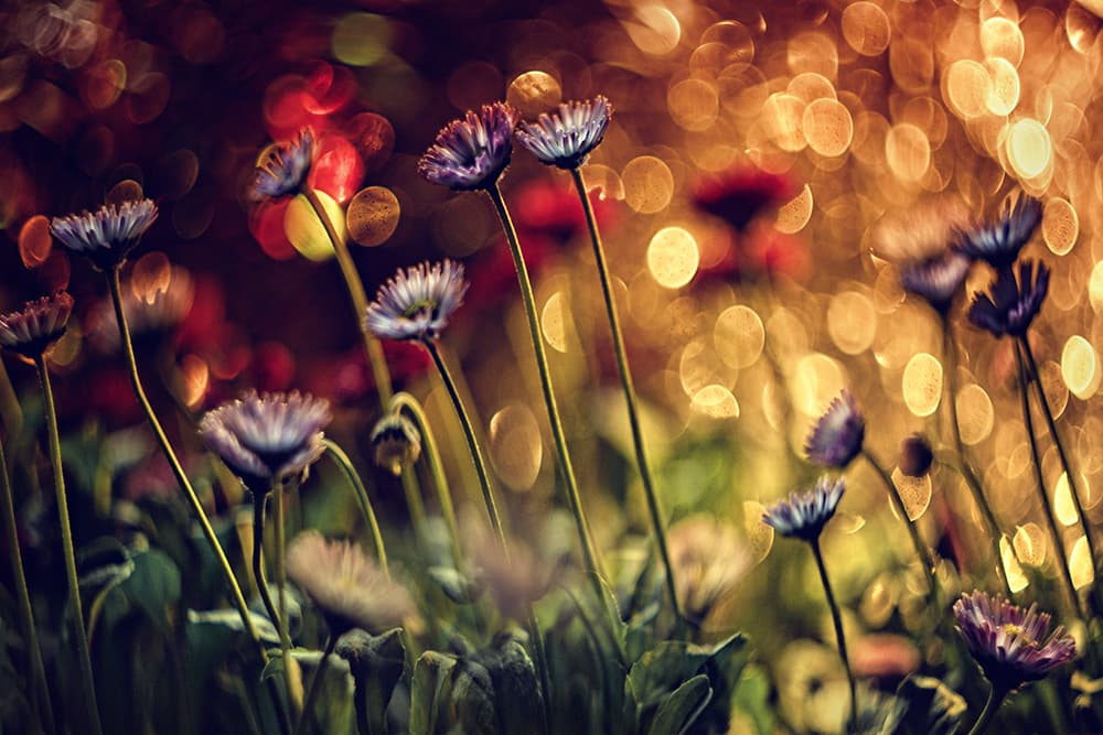 Dreamy Purple Bokeh Flowers by Dimitar Lazarov - Dim — canvas wall art