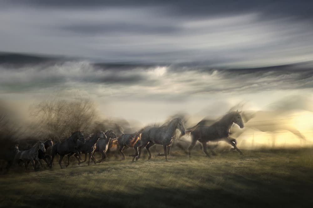 Wild Horses Galloping by Milan Malovrh — canvas wall art