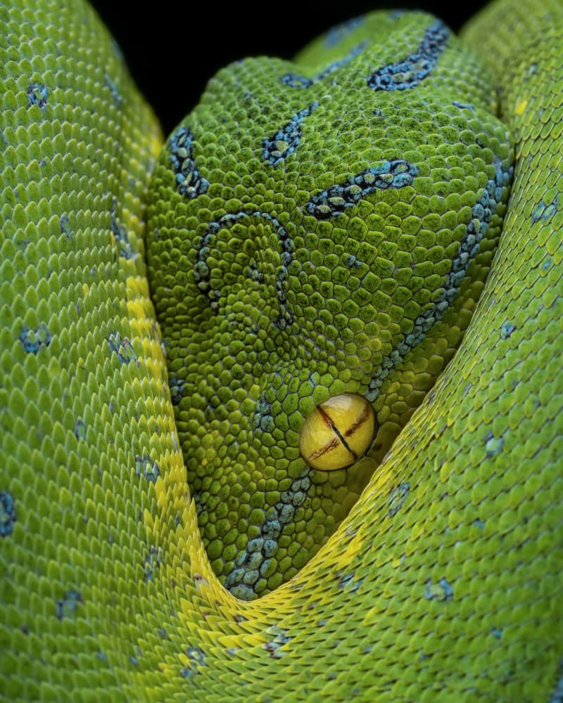 Vibrant Green Snake Eye by Tantoyensen — canvas wall art