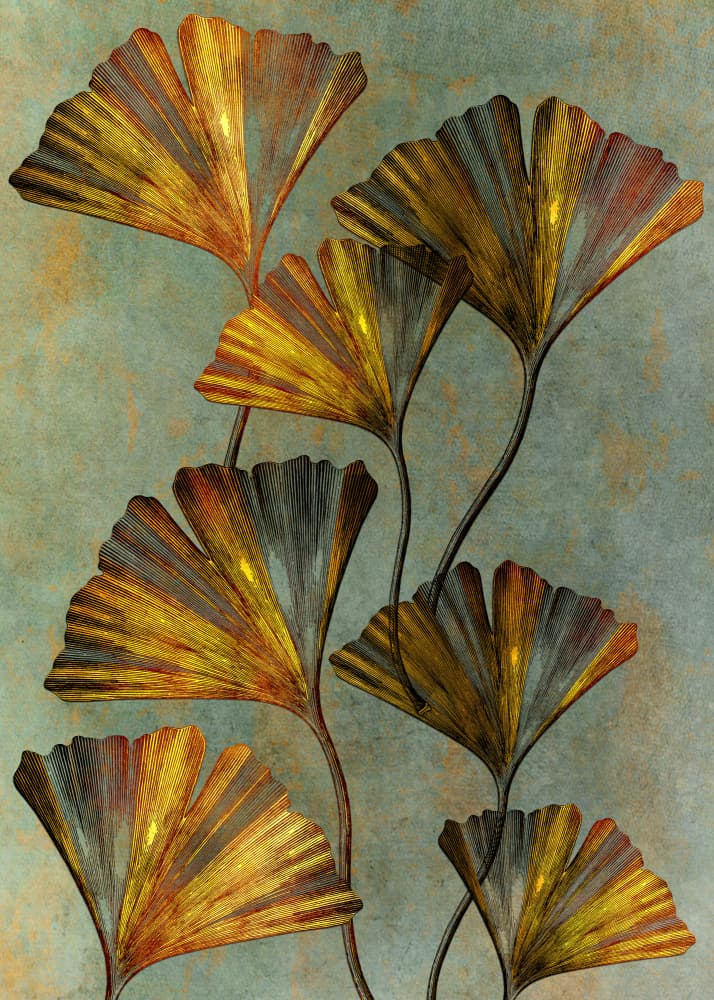 Shimmering Ginkgo Leaves by Justyna Jaszke — canvas wall art