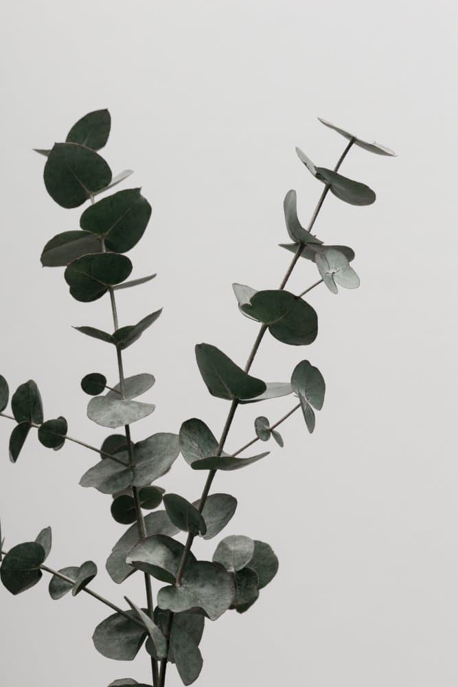 Silver Eucalyptus by Pictufy Studio III — canvas wall art