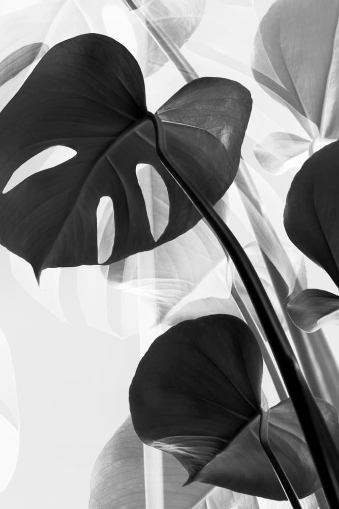 Monstera Botanical Shadows by Pictufy Studio III — canvas wall art