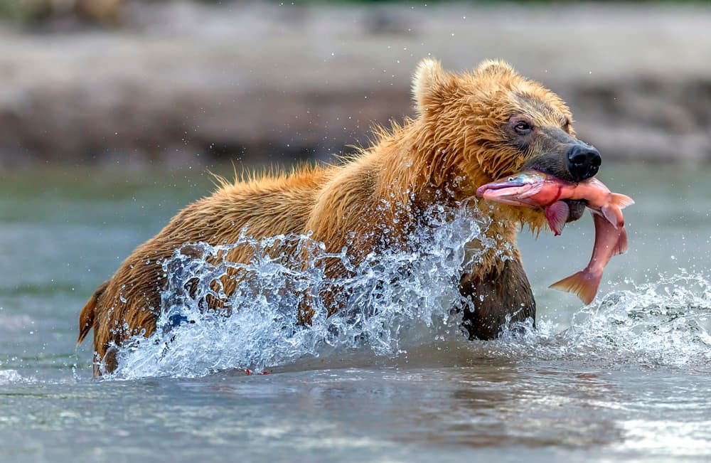 Bear Catches Salmon by Giuseppe DAmico — canvas wall art