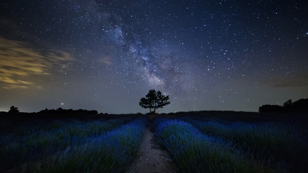 Starry Lavender Field by JUAN CARLOS HERVÁS MARTÍNEZ — canvas wall art
